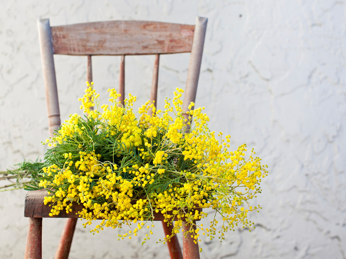 イタリアでは3月8日に「ミモザの日」として、女性たちへミモザの花を贈ります