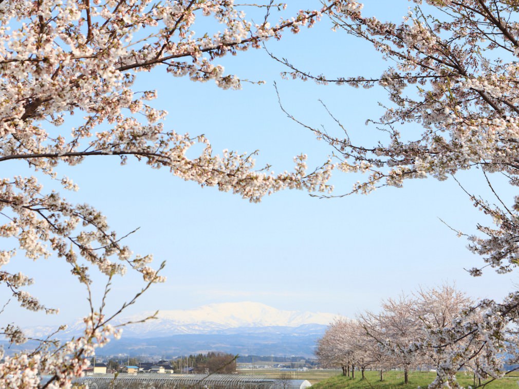 桜を追って東北へ。食の理想郷、鶴岡のお花見_01