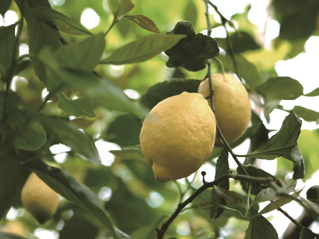 南イタリア伝統のレモンイメージ