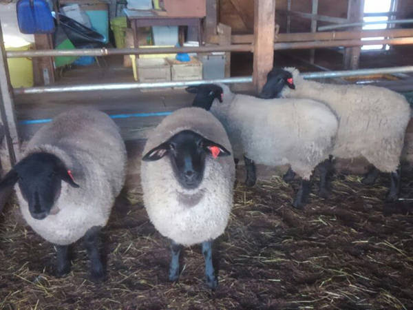 農場で育てられる羊たちの画像