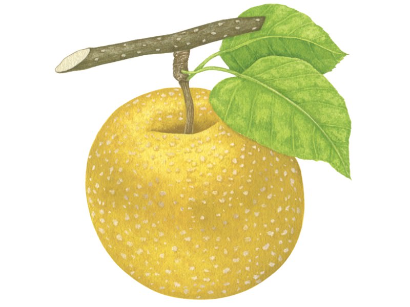 夏にうってつけのフルーツ「梨」。いますぐ食べたい、注目の3品種_1
