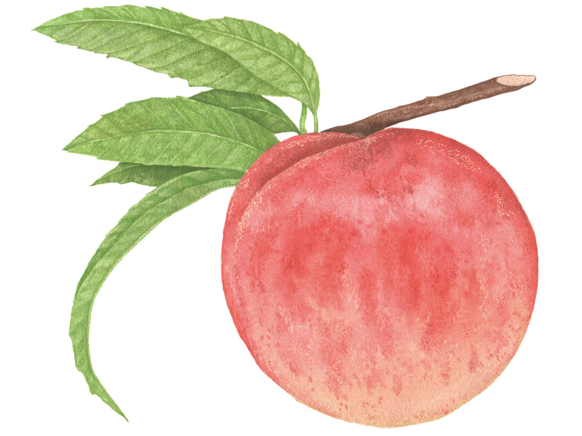 より甘く、美しく……。進化した日本の「桃」を、この夏に贈りたい_1
