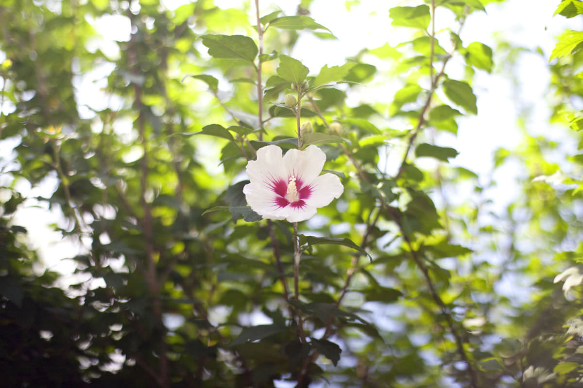 咲いている芙蓉の花