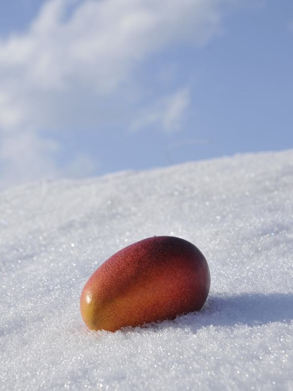 白銀の雪の上にのる完熟マンゴー