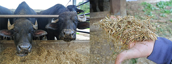 ラ・フェニーチェの原材料のミルクを出している水牛。水牛に与えているこだわりのエサ