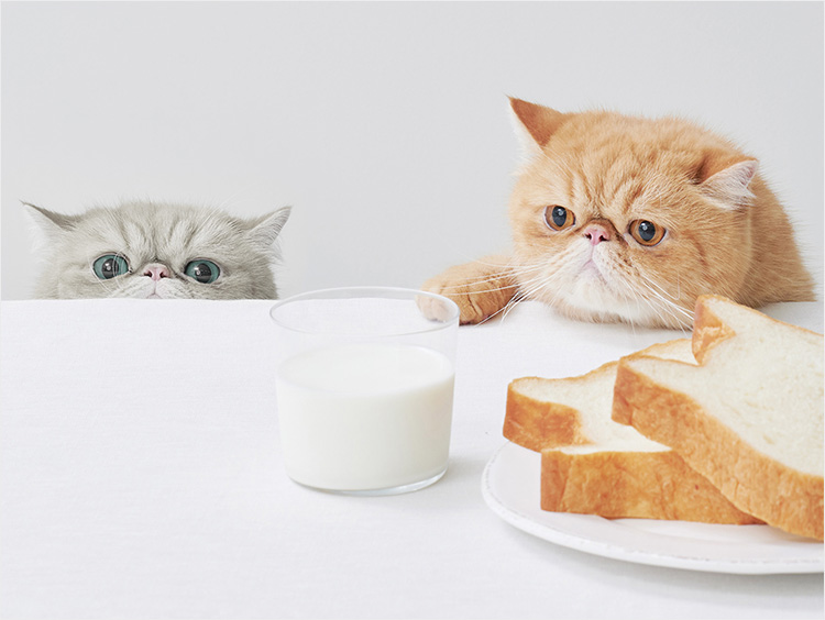 ねこふぇす21 ニャンともかわいい猫アイテム 猫型食パンにかき氷 チョコレート 三越伊勢丹の食メディア Foodie フーディー
