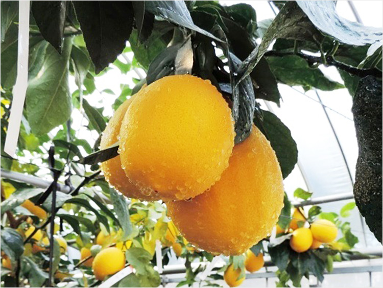八丈フルーツレモンのイメージ
