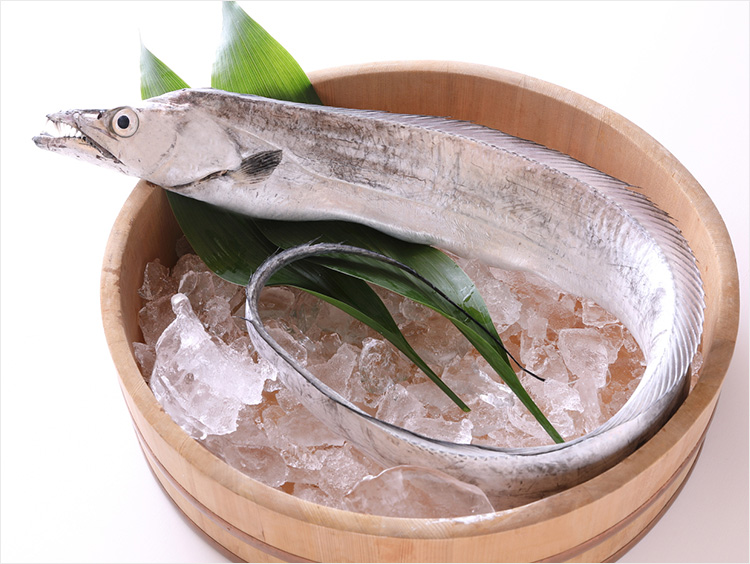 太刀魚のイメージ