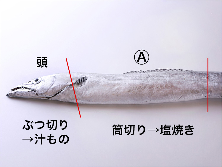 頭から排泄腔のイメージ