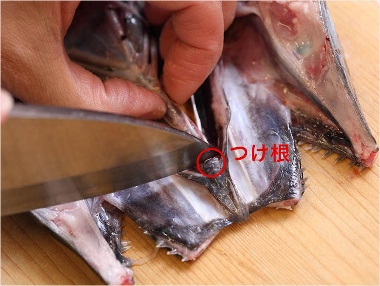 エラのつけ根を切るイメージ