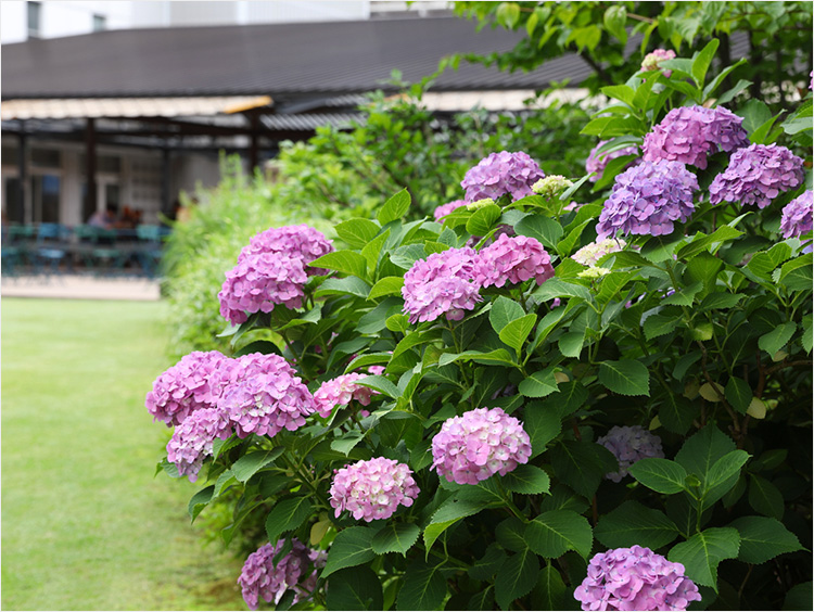 芝生エリアと見事に咲いた紫陽花