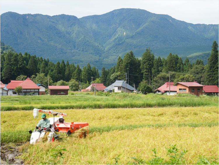梁取もち米の収穫風景