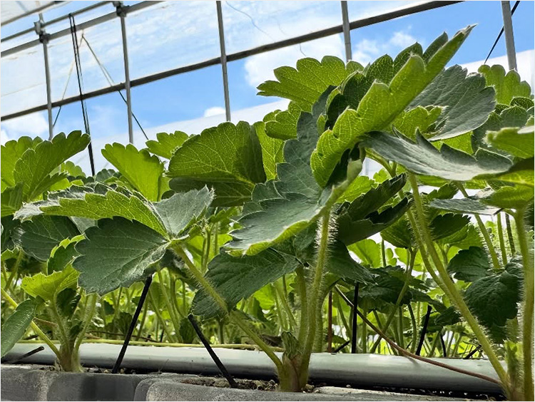 ＜久米原農園＞あまりんの苗