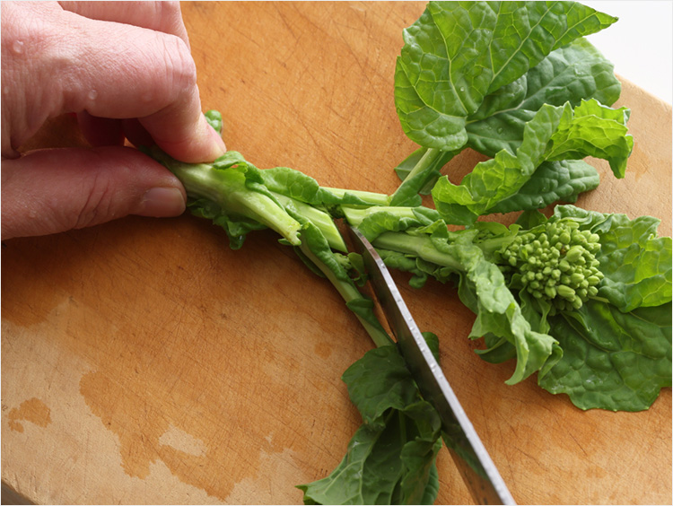 菜の花を葉の下で切るイメージ