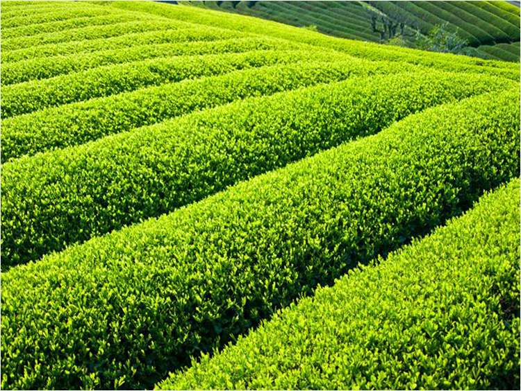 一般的な茶畑のイメージ