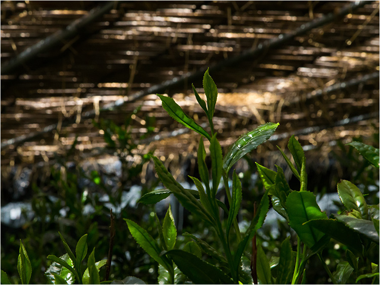 覆下園のイメージ